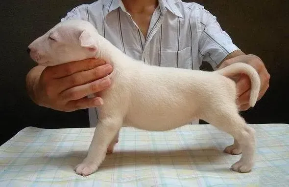 牛头梗|夏季轻松储存好牛头梗狗粮的办法