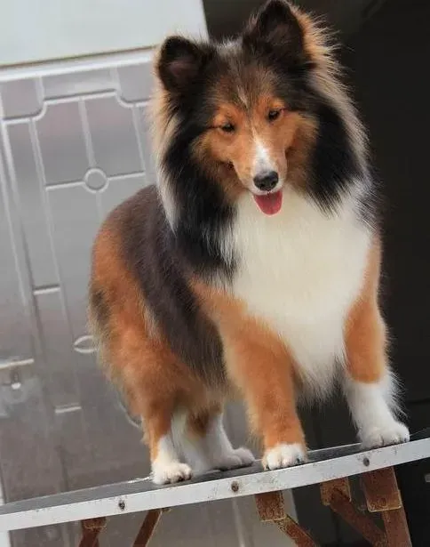 喜乐蒂|喜乐蒂犬最近没精神，拉稀是生病了吗