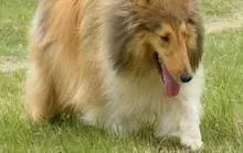 苏格兰牧羊犬|苏格兰牧羊犬吃什么狗粮好