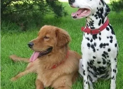 斑点狗|斑点狗幼龄犬的饲养管理法则