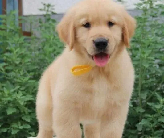 金毛|如何科学的调制金毛犬的异食癖