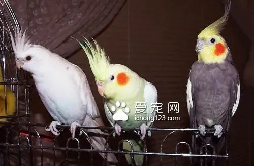 怎样饲养鹦鹉 饲养鹦鹉要具备5个条件 | 