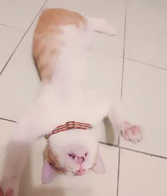 圣诞树遭喵皇侵犯 整棵圣诞树像是大型逗猫棒 | 猫