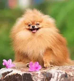 博美犬|如何让博美犬改掉刨土的坏习惯