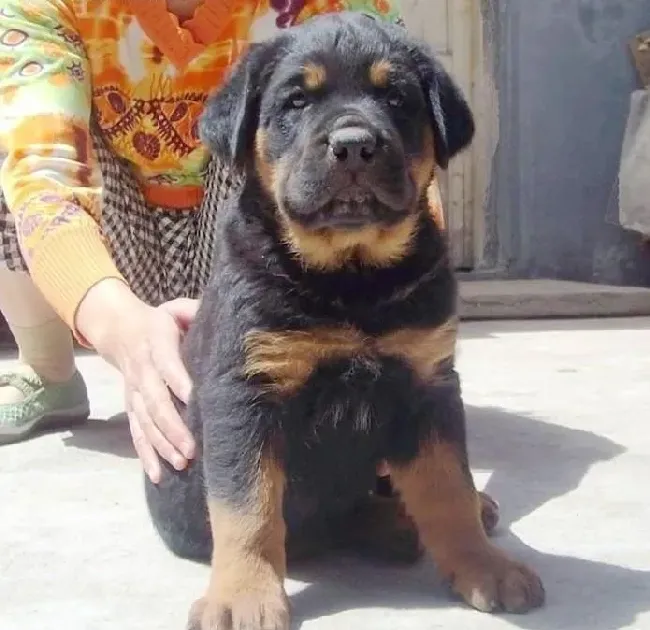 罗威纳犬|刚出生的罗威纳犬，科学护理最关键