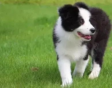 边境牧羊犬|边境牧羊犬剃毛后长出黑斑了应该怎么办