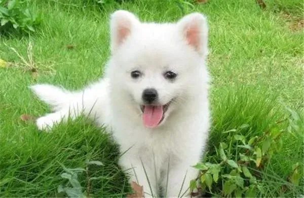 银狐犬|银狐犬呕吐白色泡沫不吃东西怎么办