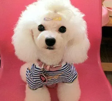 贵宾犬|贵宾犬贪玩不喜欢吃饭怎么办