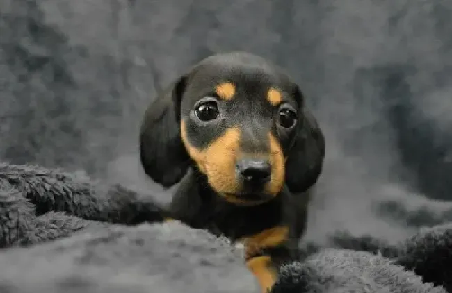腊肠犬|腊肠犬是否成功受孕的依据