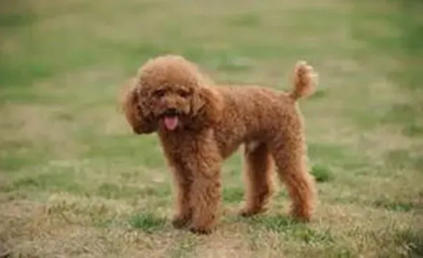 贵宾犬|宠物狗行为的奥秘 为什么贵宾犬会喜欢蹭屁股