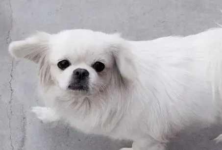 狗狗身上有红疙瘩 确认是湿疹还是螨虫 | 疙瘩