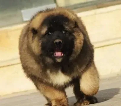 高加索犬|怎样判断高加索犬掉毛现象是否是正常的