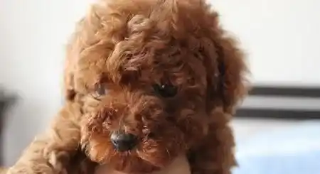 泰迪狗毛少怎么办 需要多晒太阳多运动 | 泰迪