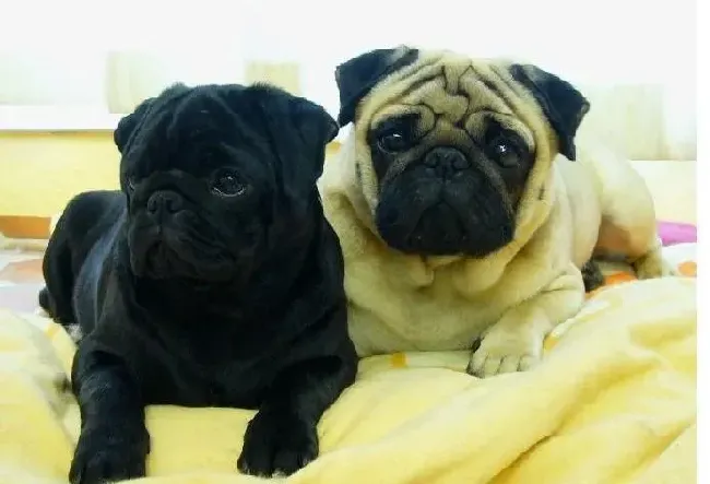 巴哥犬|面对巴哥犬乱咬的恶习一定要用正确的方法纠正