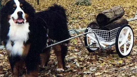 伯恩山犬|饮食健康方法 伯恩山犬吃什么种类的狗粮好