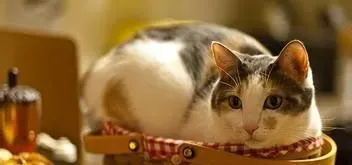 猫指甲剪怎么用 猫习惯于被人握着爪子 | 猫