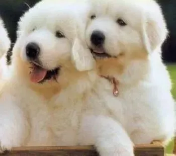 大白熊犬|引起大白熊犬感冒的原因有哪些