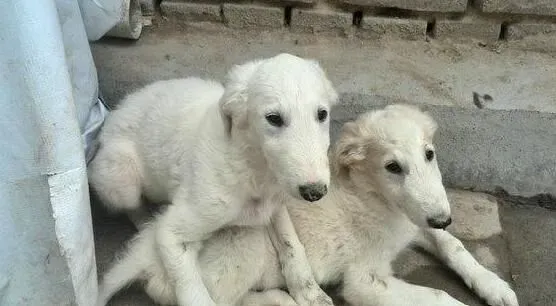 苏俄猎狼犬攻击性 什么原因导致狗狗会有攻击性 | 苏俄猎狼犬