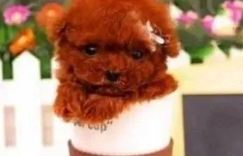 贵宾犬|为什么贵宾犬会出现发抖的现象