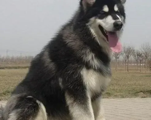 阿拉斯加犬|百病医治全解 阿拉斯加犬患上皮肤病怎么办
