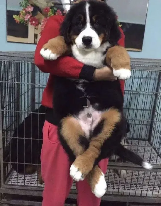 伯恩山犬|为你科学饲养伯恩山犬提出的一些好意见