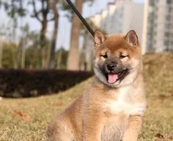 柴犬幼犬喂养 注意出生到六个月大的饮食 | 柴犬