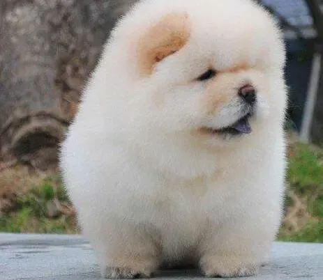 松狮犬|松狮犬身上长小疙瘩是什么皮肤病 用什么药好