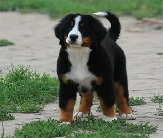 伯恩山犬|怎样让伯恩山犬远离挑食