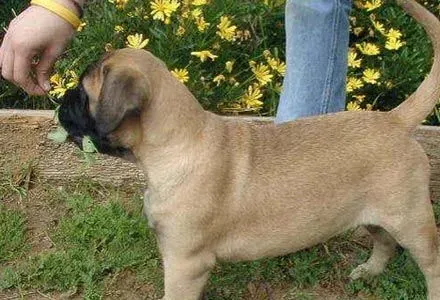 斗牛马士提夫犬训练方法 有教养训练 | 斗牛马士提夫犬