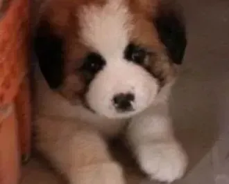 圣伯纳犬|狗狗最佳训练方法 与圣伯纳犬共同制定奖惩制度