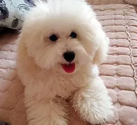 贵宾犬|十个月的贵宾犬大便带血是怎么了
