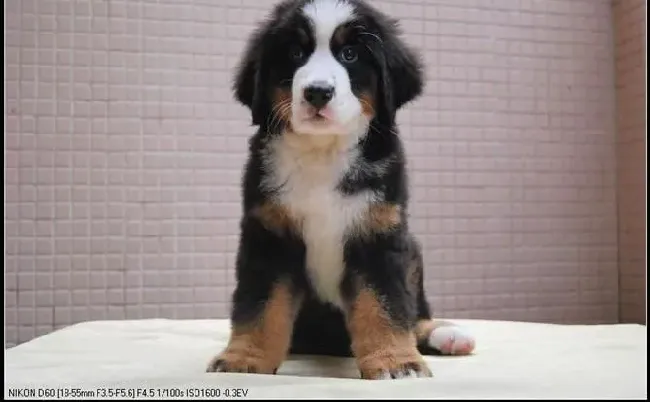 伯恩山犬|了解伯恩山犬不为人知的生活习惯