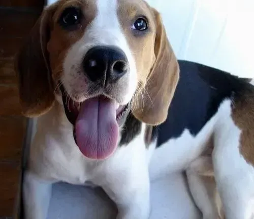 比格犬|家庭医生告诉你比格犬感冒期间如何医治及预防