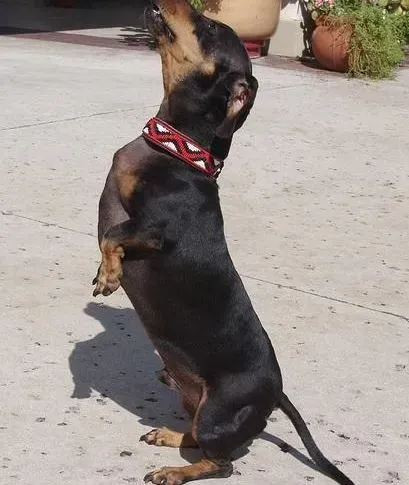 腊肠犬|家庭宠儿纯种腊肠犬的照顾要点