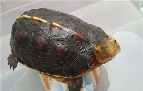 黄缘龟寿命 寿命一般为40年到60年不等 | 黄缘龟
