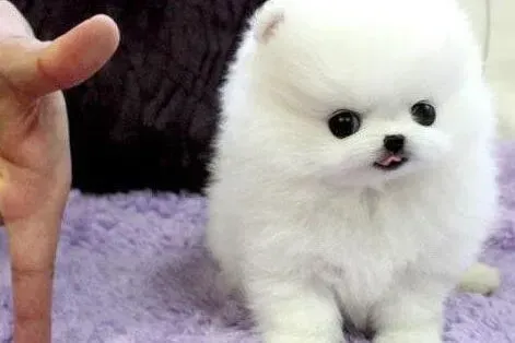 博美犬|博美犬喉咙有异物，总咳嗽应怎么办