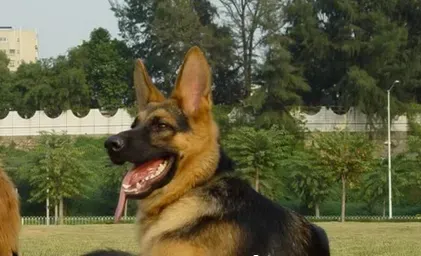 如何饲养德国牧羊犬 动物性饲料是犬的主食 | 德国牧羊犬