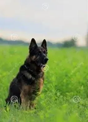 德国牧羊犬|德国牧羊犬缺钙的临床表现和防治方法