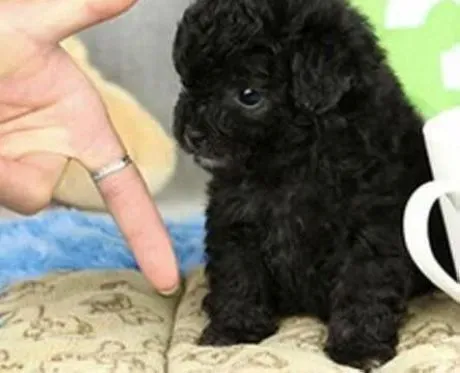 泰迪犬|泰迪犬为什么也会出现打嗝的现象