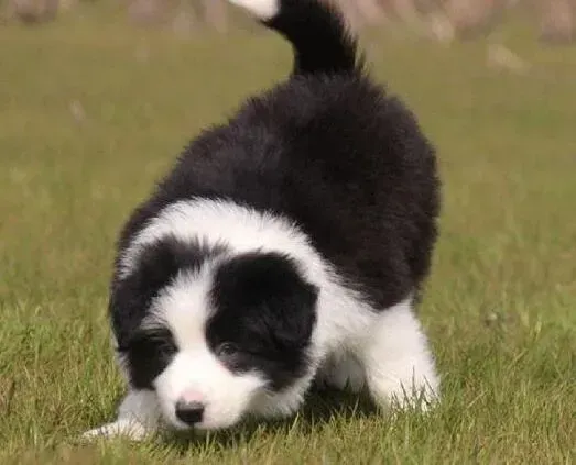 边境牧羊犬|边境牧羊犬在外面蹭屎是什么原因