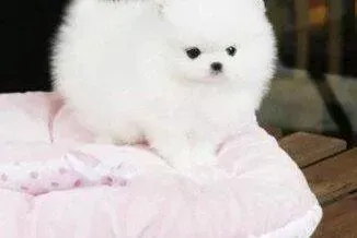 博美犬|博美犬患上细小应如何医治