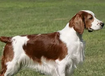 威尔斯激飞猎犬的日常护理 修毛小技巧 | 威尔斯激飞猎犬