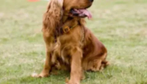 可卡犬|美容大王之可卡犬修剪指甲的美容秘籍