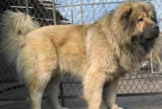 高加索犬|高加索犬呕吐面条形状的虫子怎么办