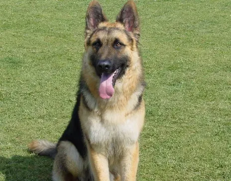 如何饲养德国牧羊犬 动物性饲料是犬的主食 | 德国牧羊犬