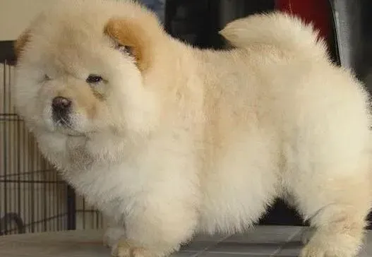 松狮犬|老年人饲养松狮犬有哪些特别的好处