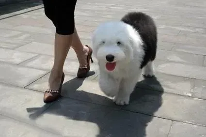 古代牧羊犬|古代牧羊犬不吃不喝没精神，求帮助