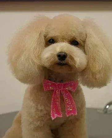 贵宾犬吃什么牌子的狗粮好 选择天然狗粮 | 贵宾犬