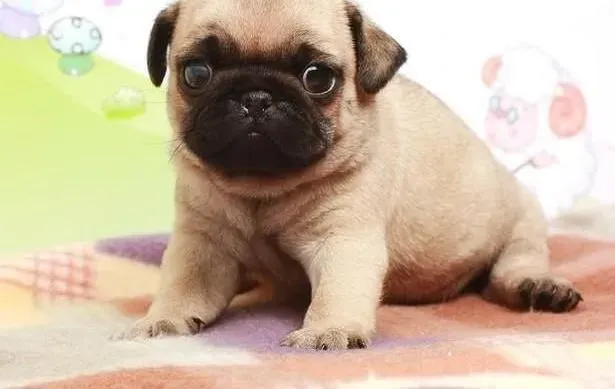 巴哥犬|养犬小贴士 秋季护理巴哥犬应注意的小细节