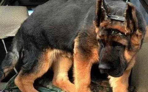 德国牧羊犬|德国牧羊犬这两周不吃东西是生病了吗